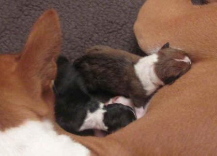 Amelia and her pups